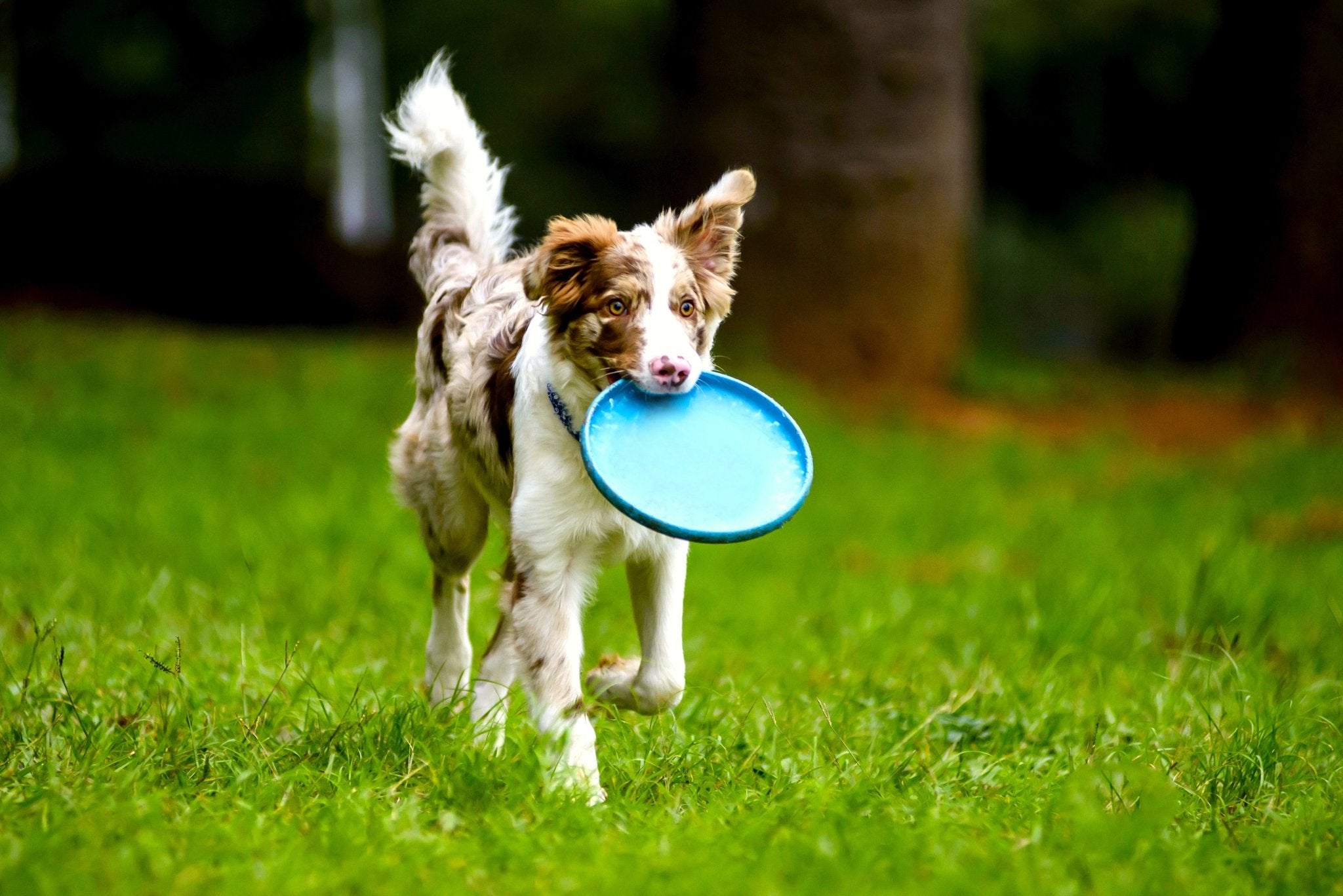 Top 10 Dog Parks in Auckland, NZ: Unleash Fun for All Breeds! (Beach & Off-Leash)