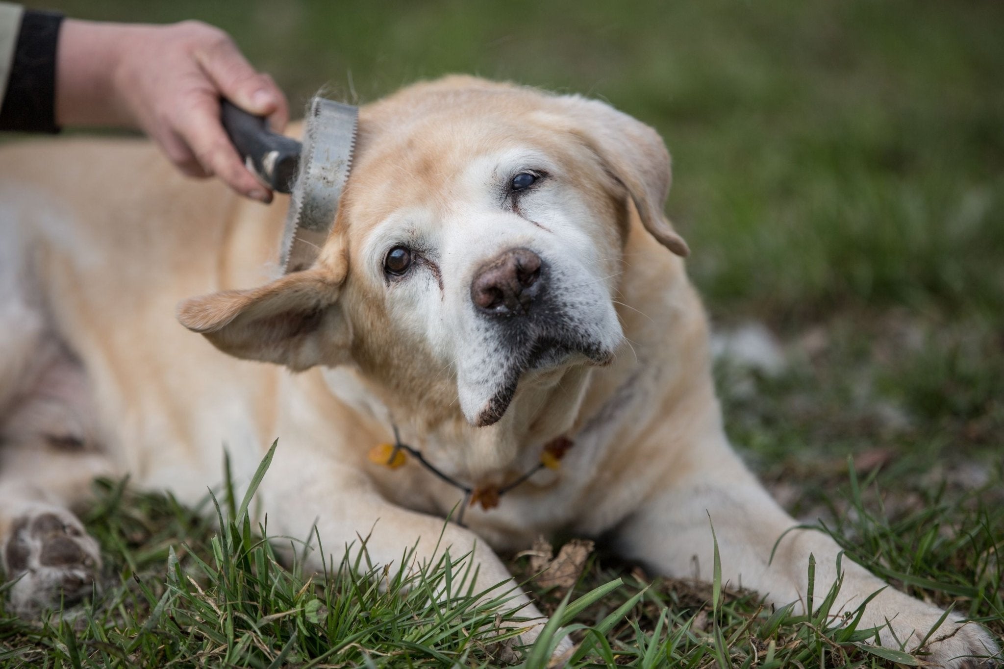 Elderly labrador dog being brushed to remove fur.