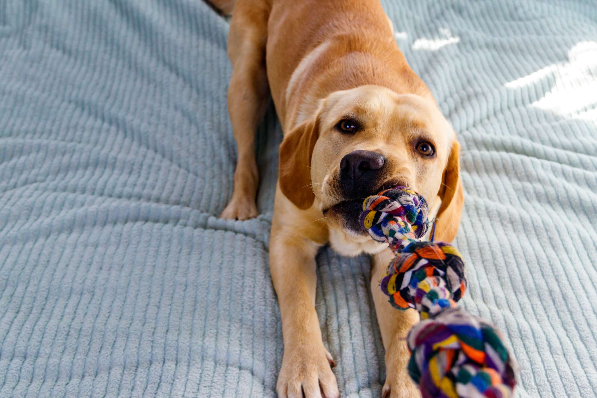 Rainy Day Blues? 7 Indoor Games to Tire Out Your Dog Without Leaving the House