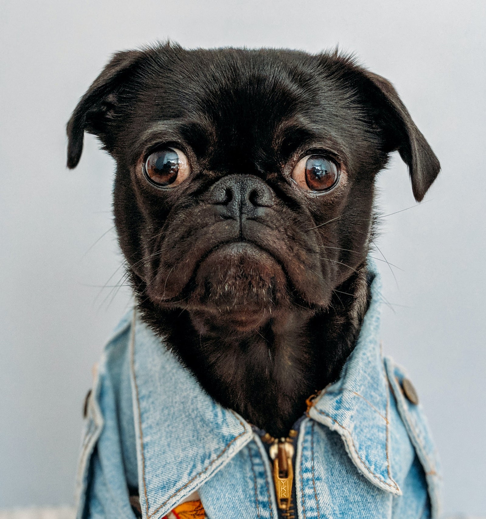 Black Pug wearing a jacket