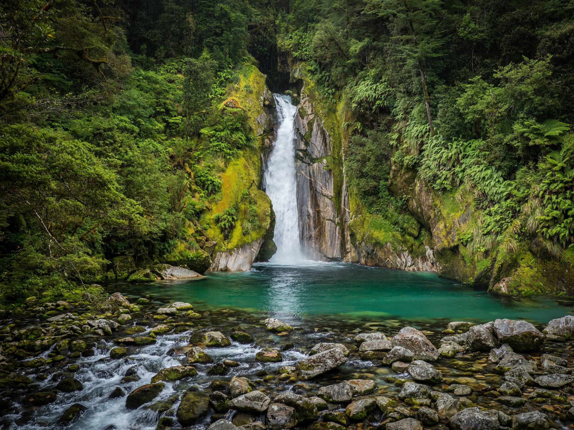 Natural waterfall surrounded by native New Zealand moss, fern and other trees and. The water falls into a shallow basin which has a clear turquoise color.