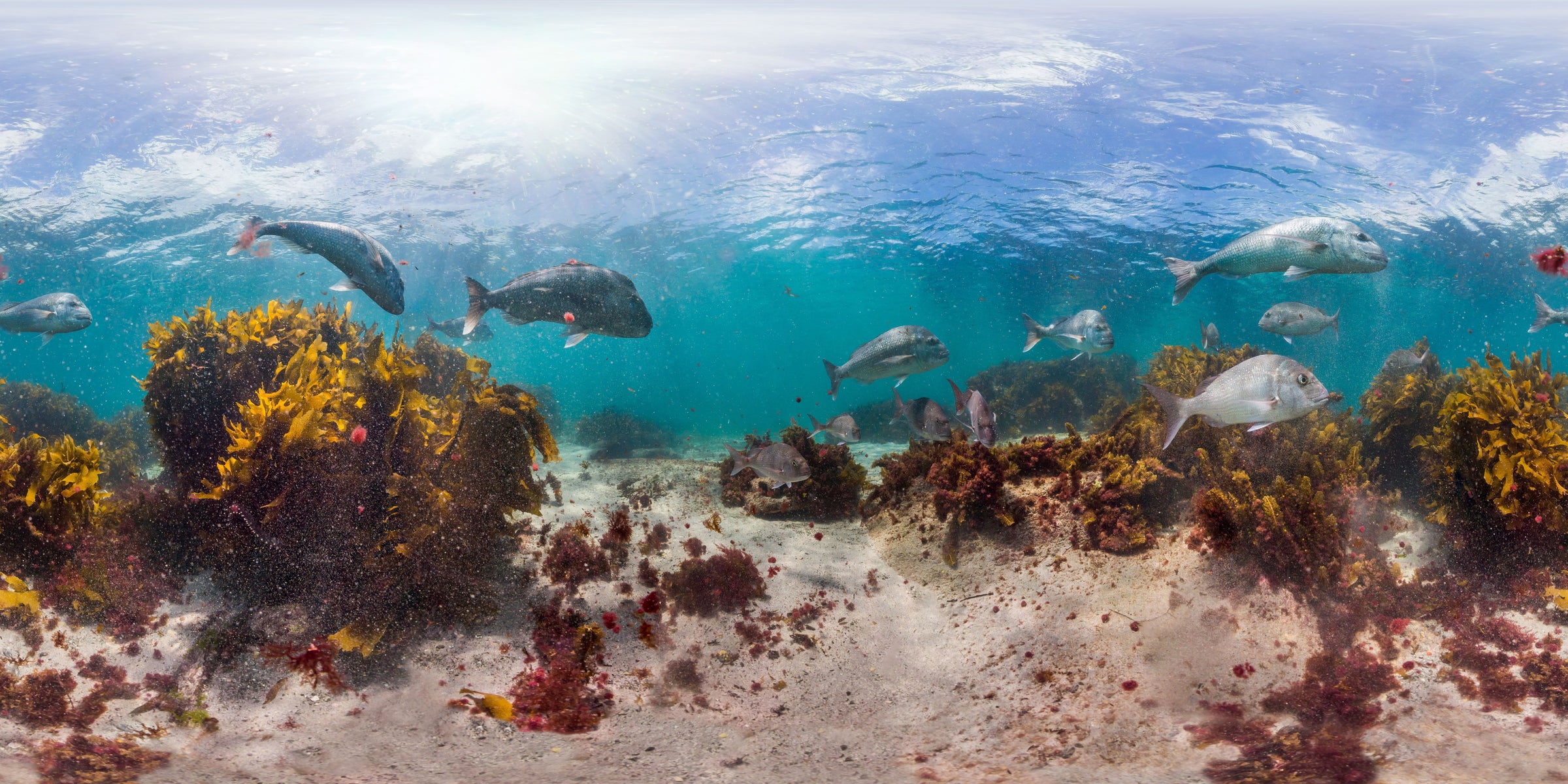 A captivating underwater scene showcasing New Zealand's vibrant marine life. Diverse fish species like snapper, bream, and wrasse thrive amidst lush kelp forests and rocky outcrops.