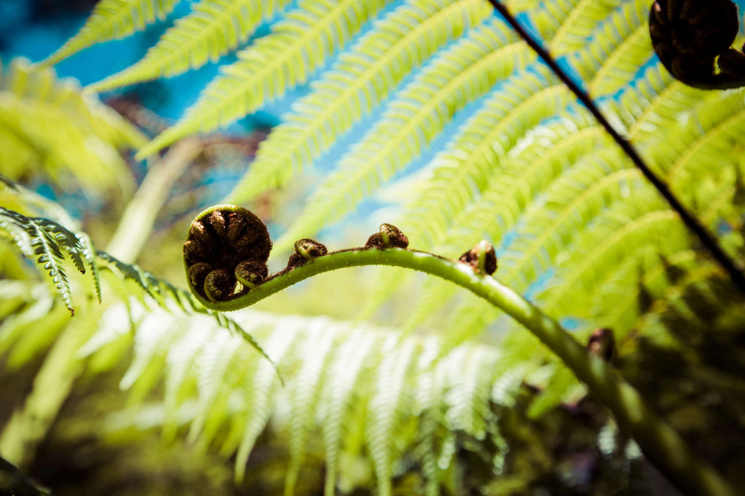 Unfurling silver fern frond, New Zealand native plant, close-up.