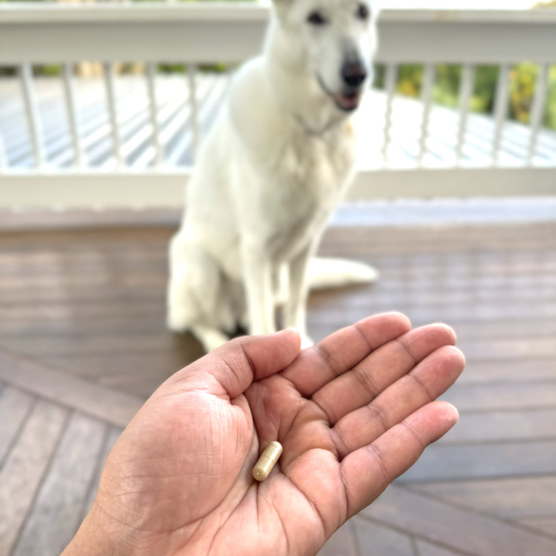 Hand with one FlexiPaw green-lipped mussel joint health capsule in front of a eagerly waiting white German Shepherd dog.