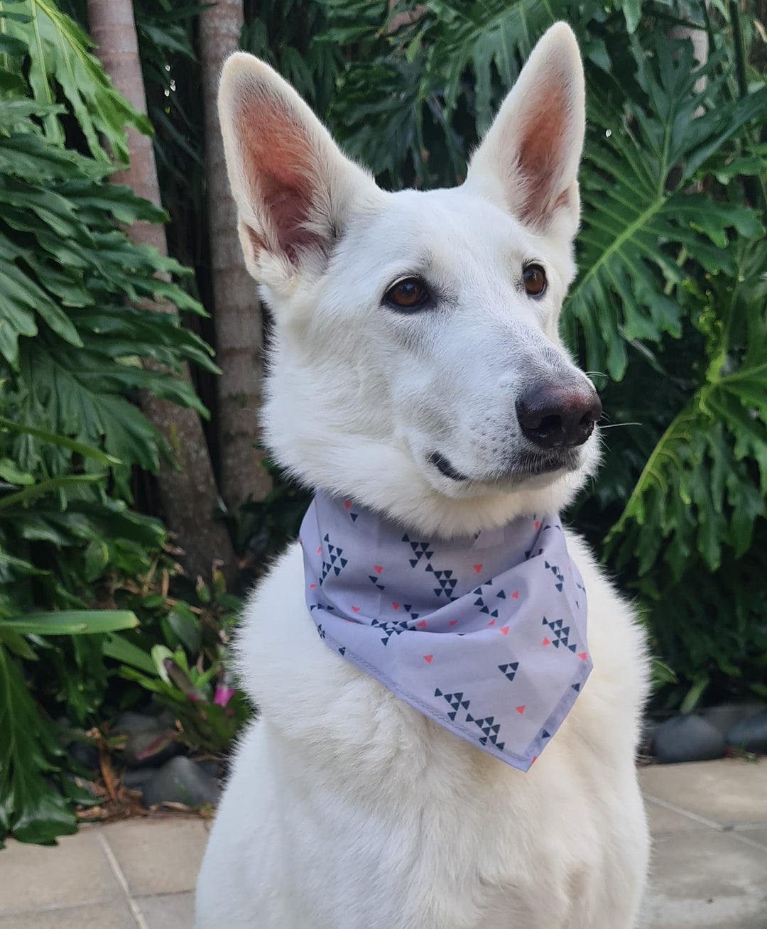 White Swiss Shepherd Dog with pricked ears, wearing a purple bandana with a geometric pattern, sitting outdoors with lush green foliage in the background.