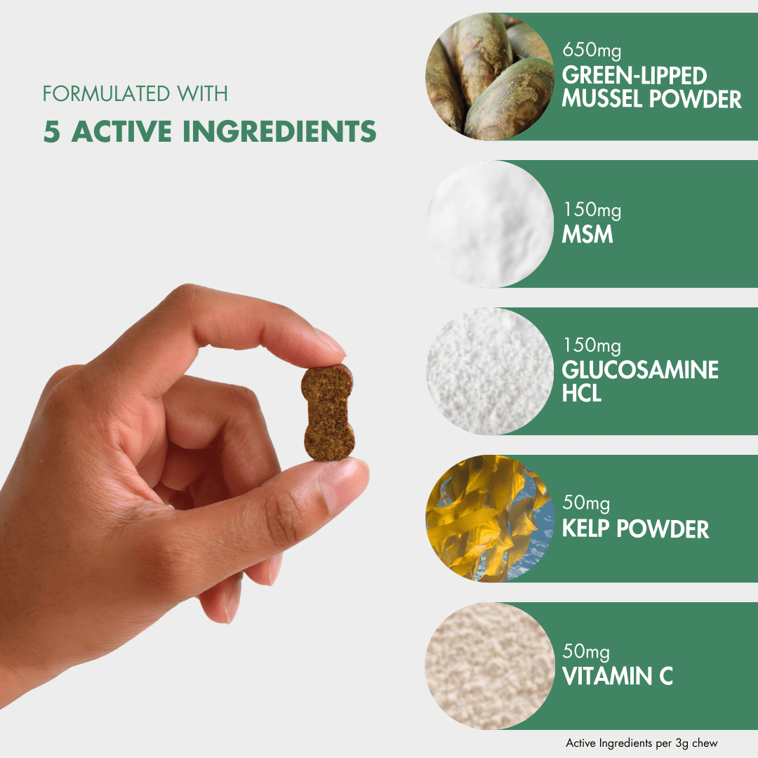 Hand holding FlexiPaw Joint Health chew for dogs, formulated with 650mg green-lipped mussel powder, 150mg MSM, 150mg glucosamine HCl, 50mg kelp powder, and 50mg vitamin C. Displays a list of active ingredients next to the hand.