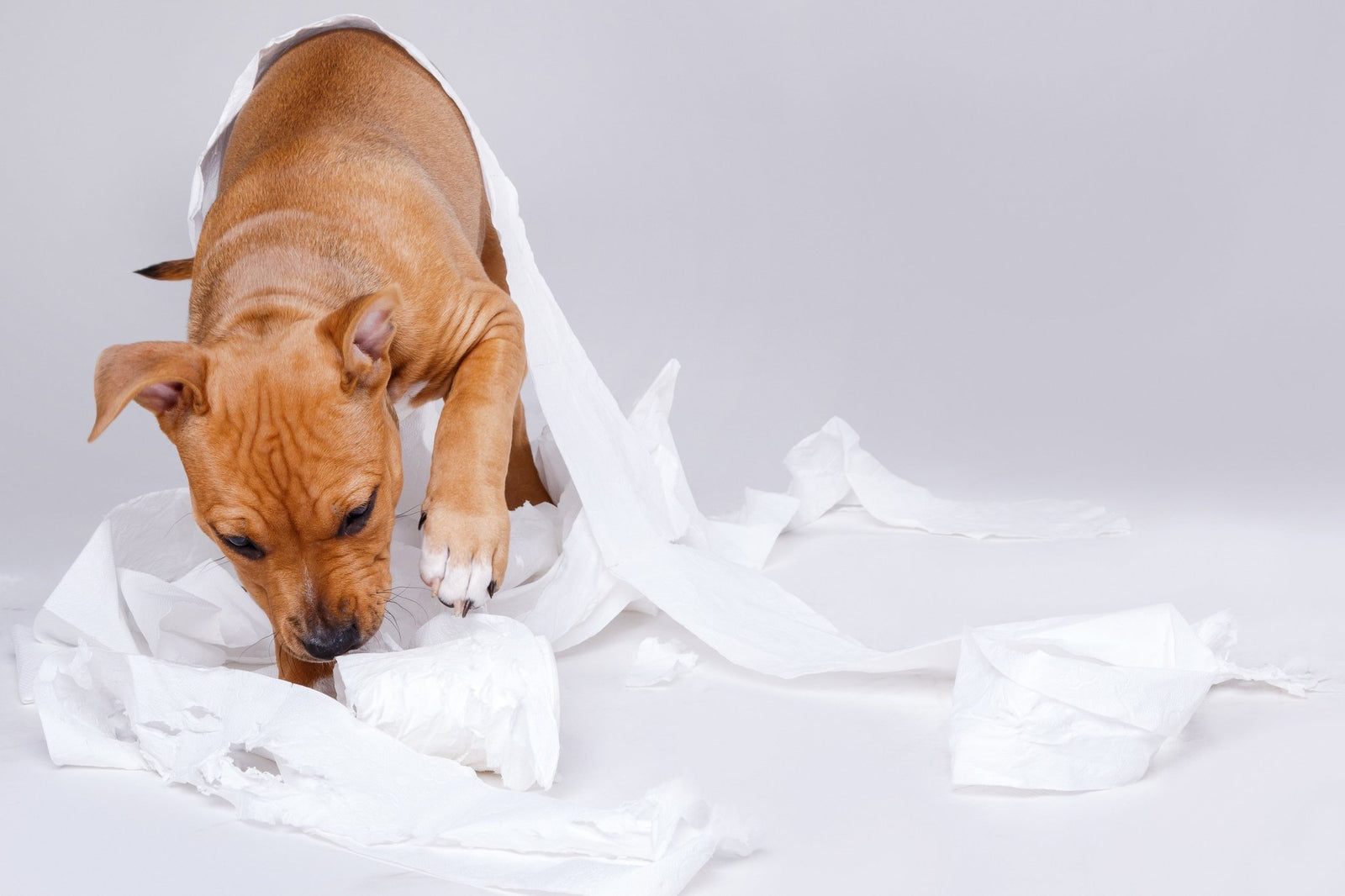 A brown puppy playing with toilet paper roll