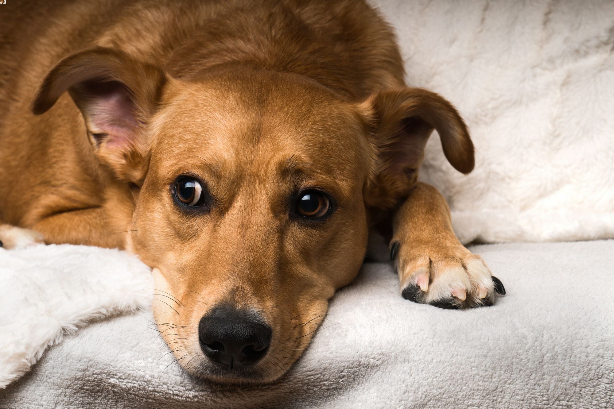 Anxious brown dog lying on a white blanket, looking stressed and worried. Learn how to recognize and reduce dog stress in our detailed guide.