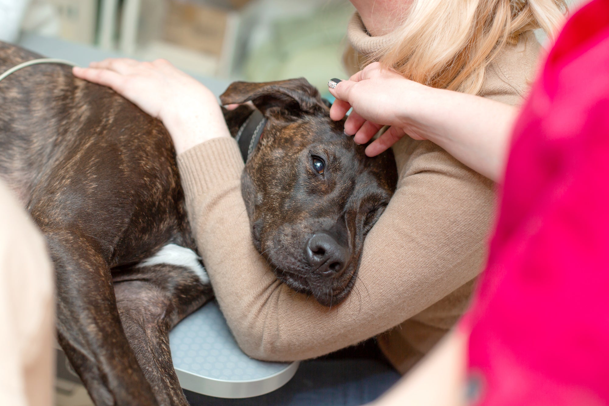 Vet comforting a dog with suffering from arthritis joint pain