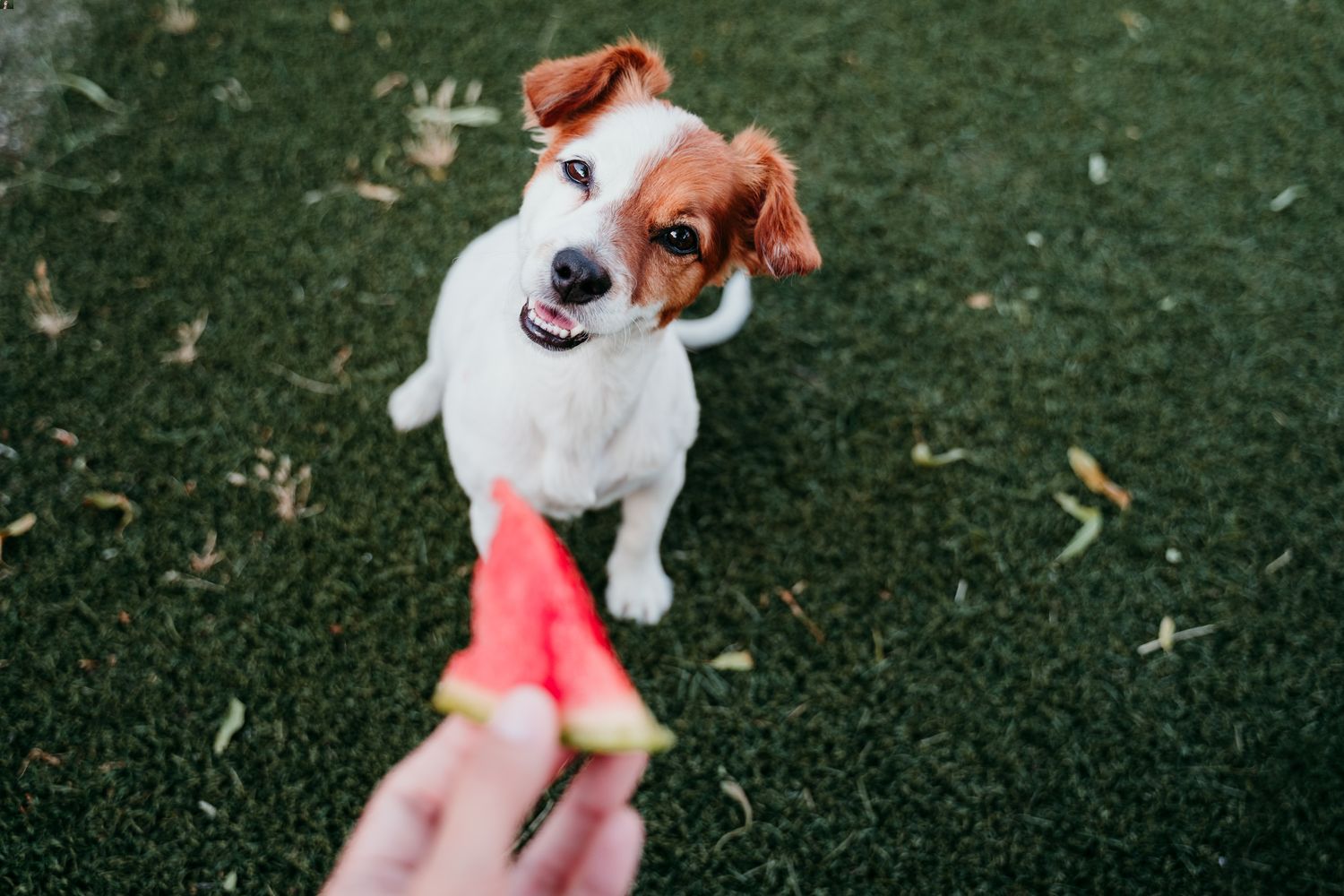 Can dogs eat watermelon? Important considerations before you feed.
