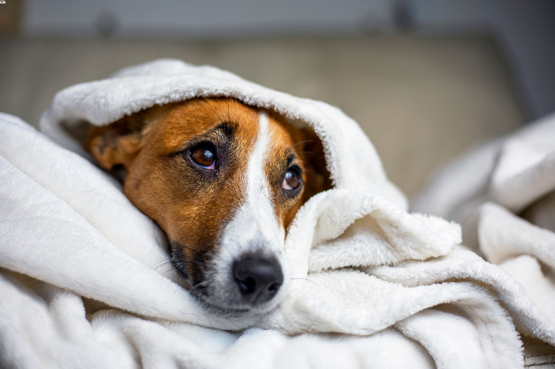 Caring for Your Dog's Joints During Winter: Tips and Insights