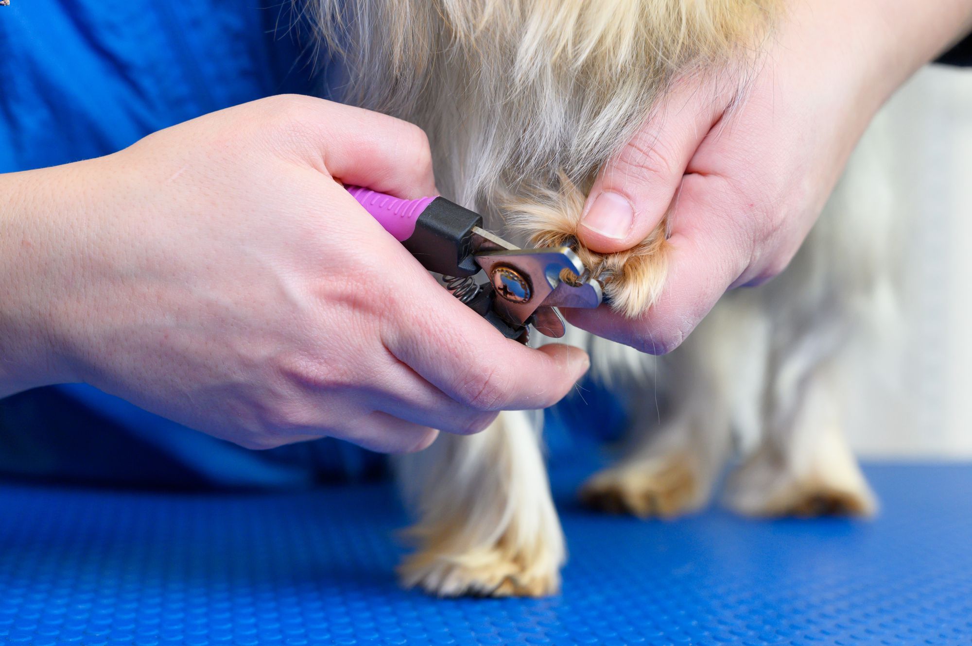 Why Trimming Your Dog’s Nails is More Important Than You Think