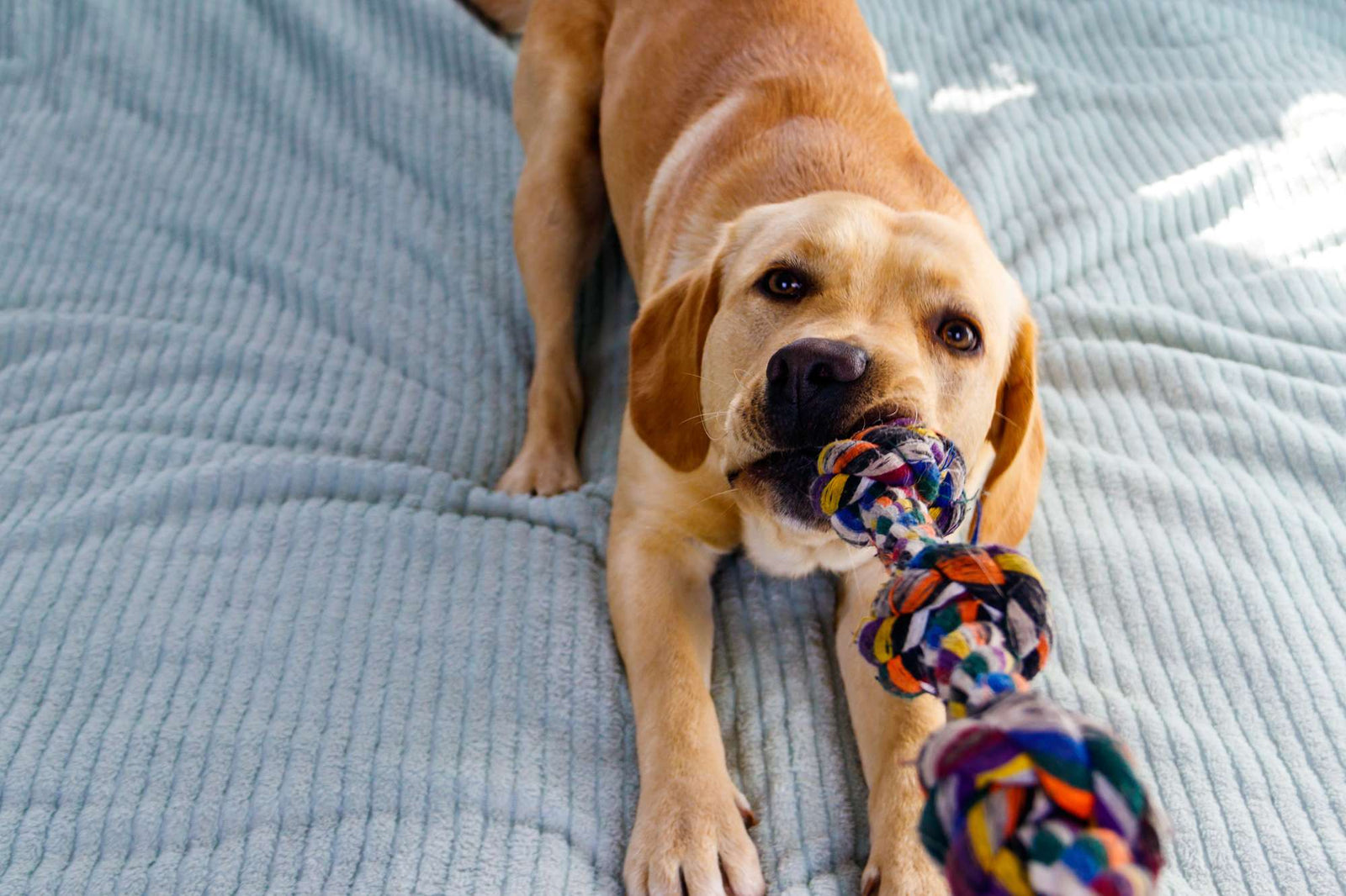 Rainy Day Blues? 7 Indoor Games to Tire Out Your Dog Without Leaving the House