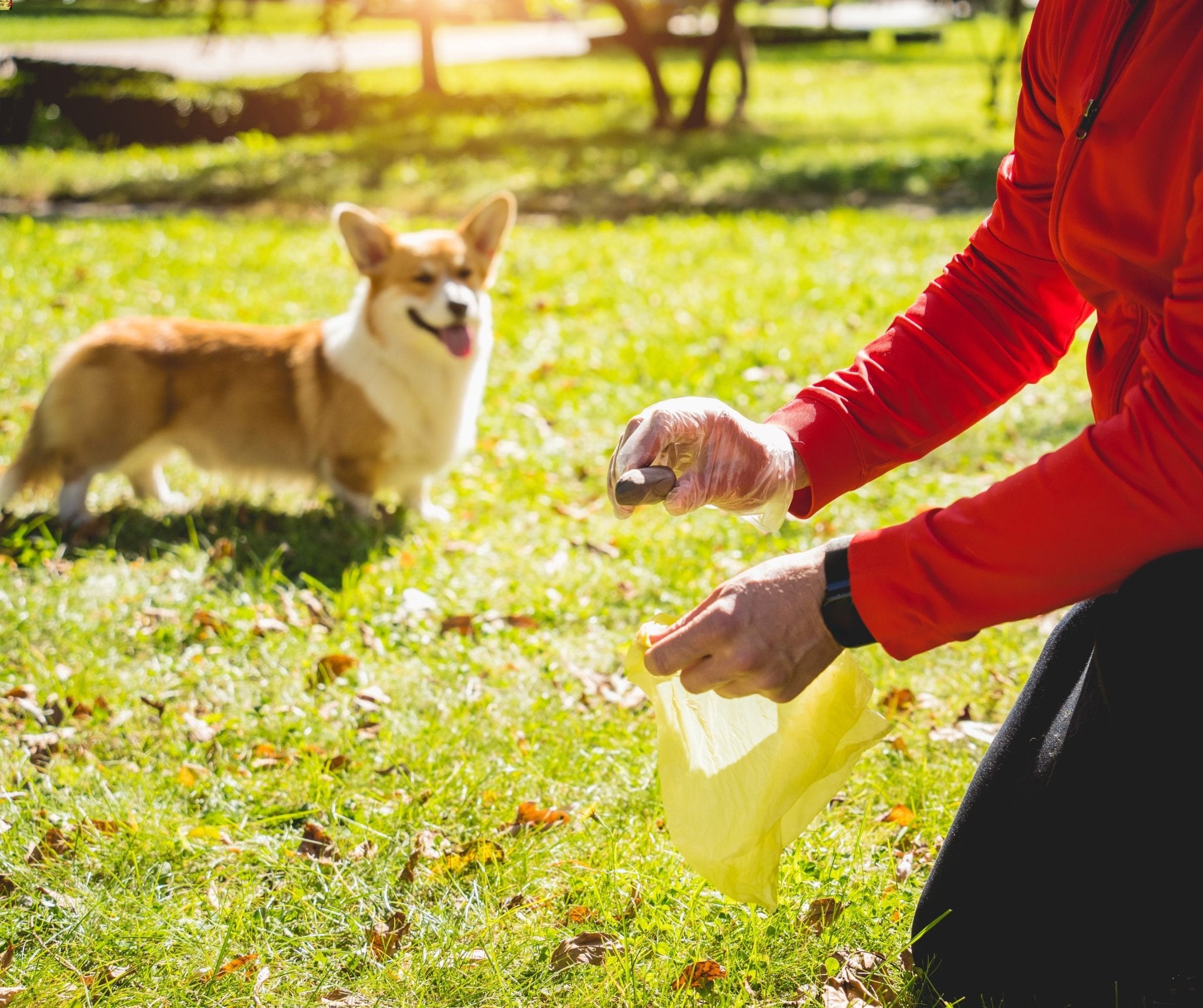 Dog owner picking up dog poop in a park, highlighting responsible pet ownership and the importance of monitoring dog pooping habits for health.