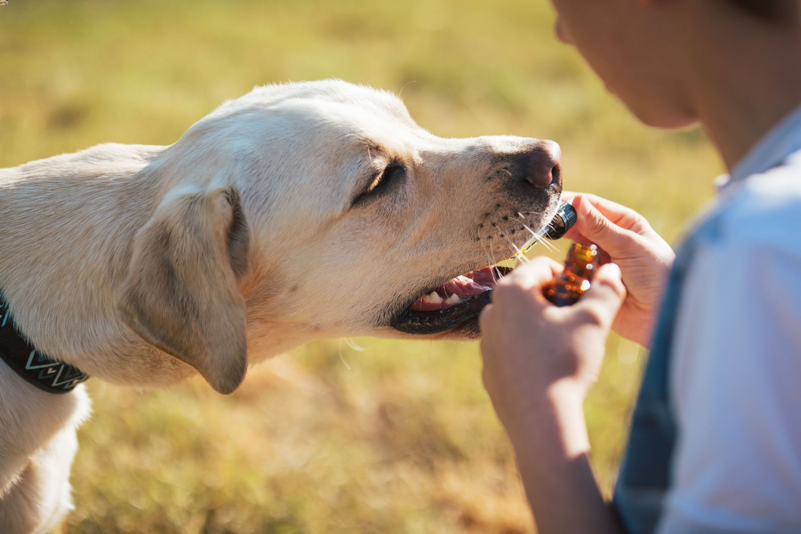 Why Routine is Everything for Your Dog’s Health