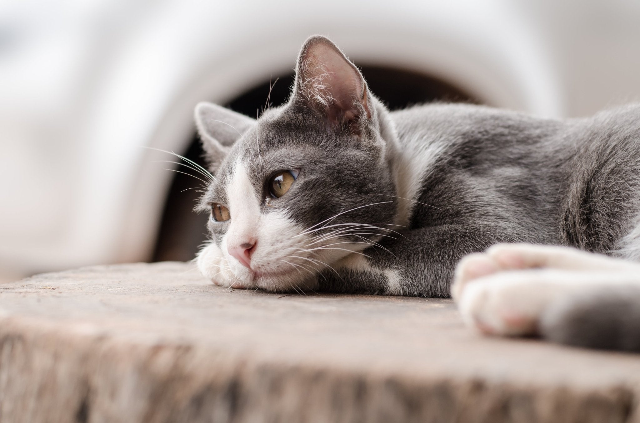 Gray cat with arthritis sleeping outside 