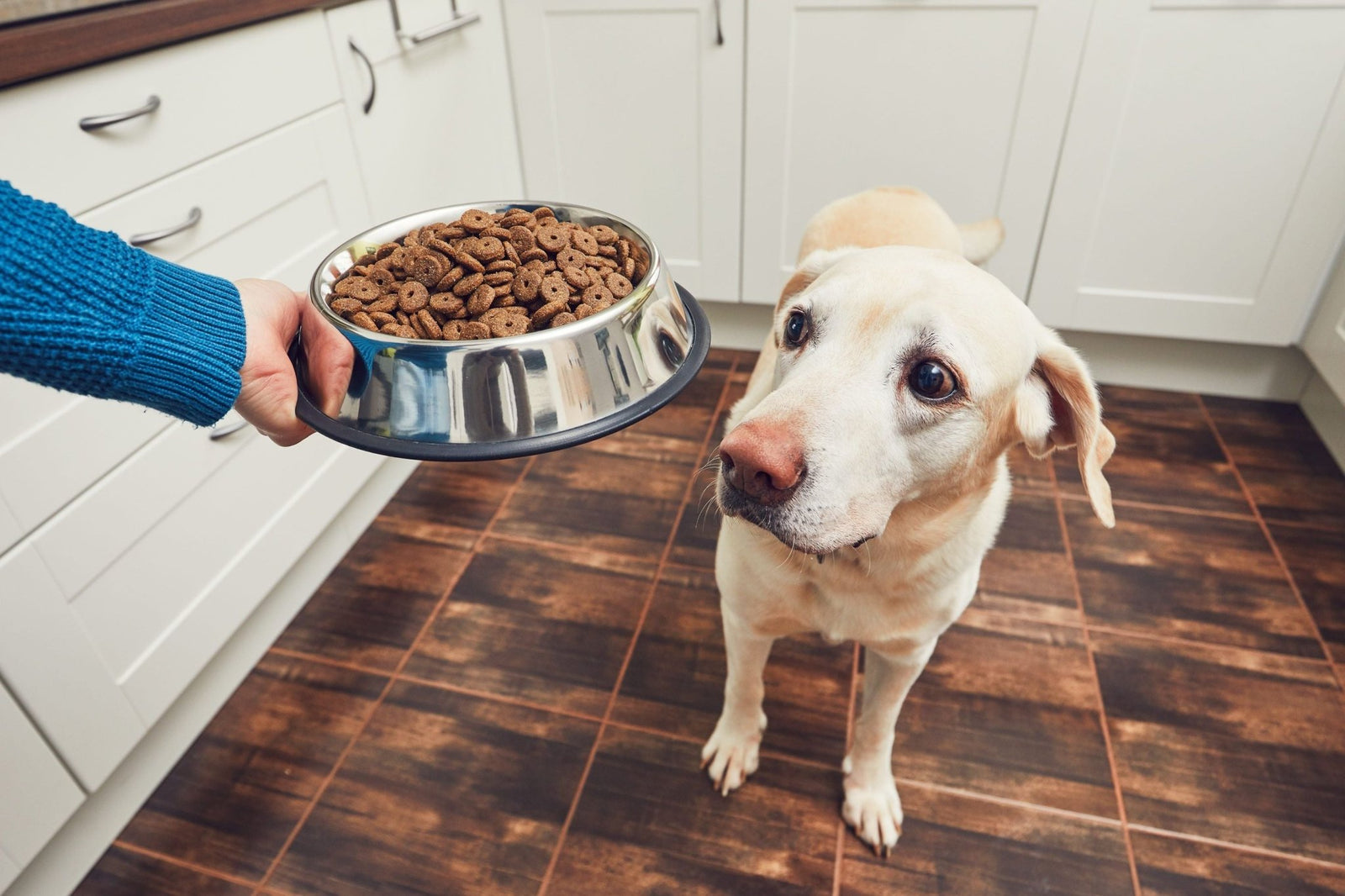 Green Lipped Mussel for Dogs: The Hype vs. the Helpful