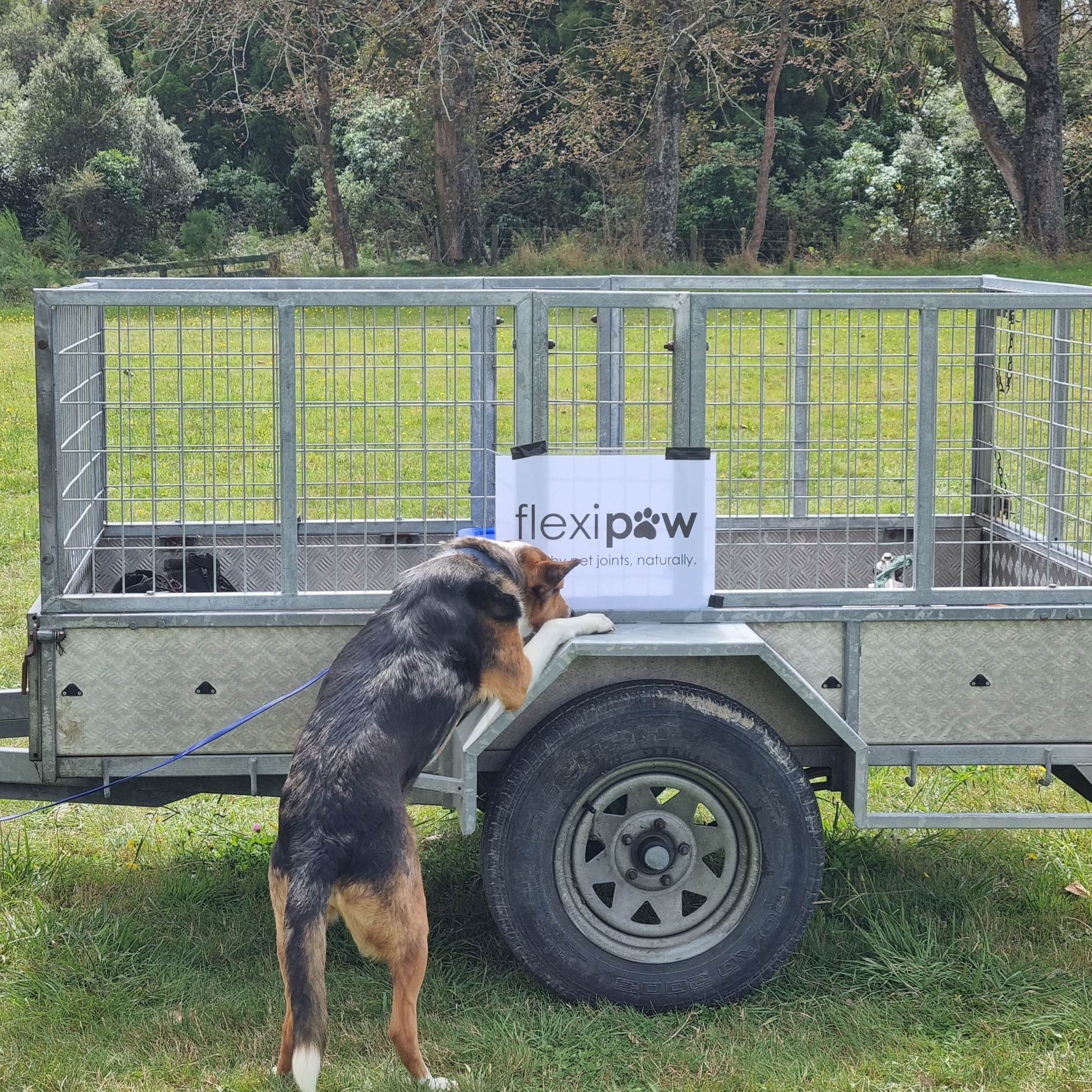 Picture of Flexipaw sponsored nosework trial competition