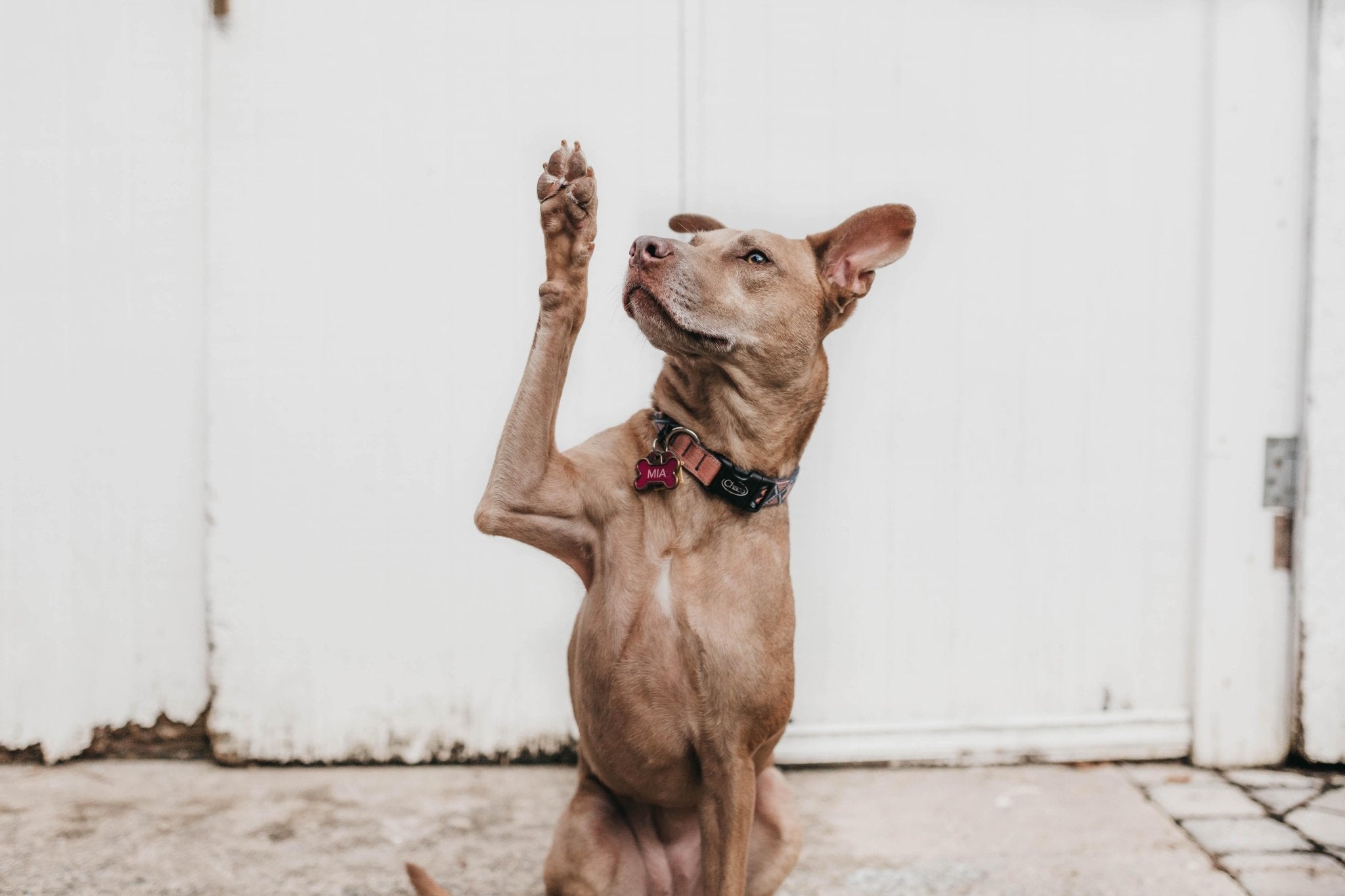 Brown dog holding up its right paw