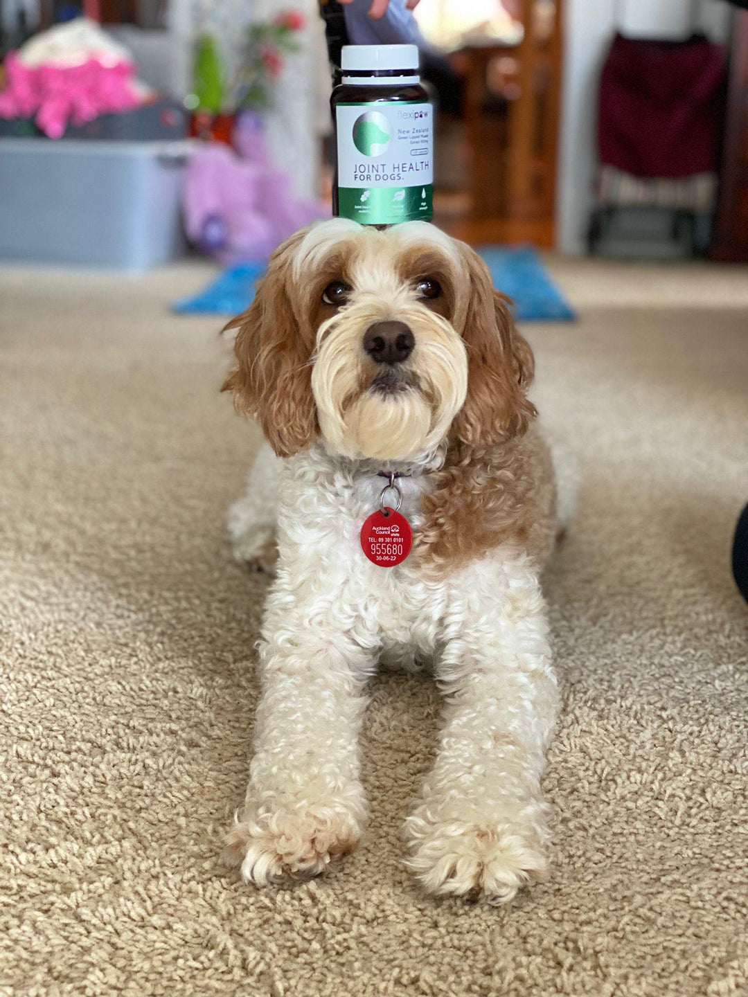 Caboodle balancing a bottle of FlexiPaw on her head 