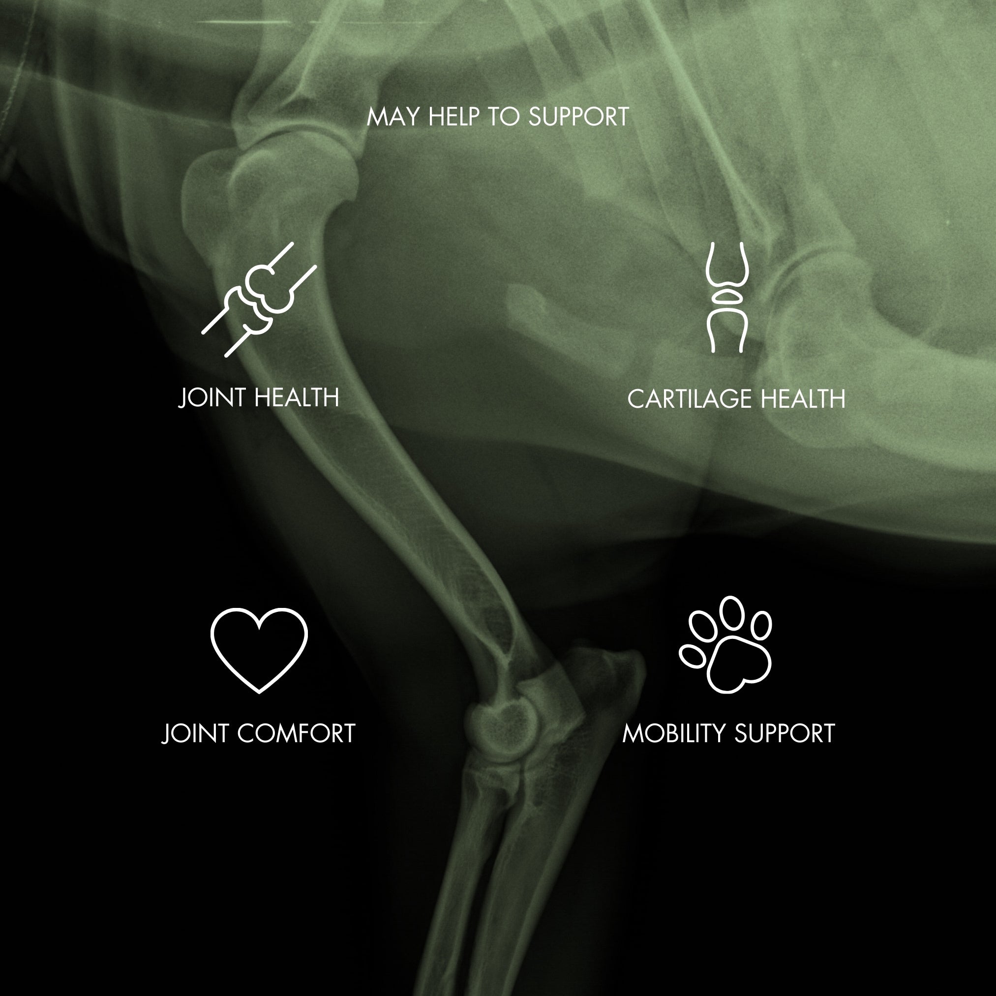 X-ray image of a dog’s hip and hind leg bones with overlaid text and icons highlighting the benefits of FlexiPaw’s joint supplement. The text reads ‘MAY HELP TO SUPPORT’ with icons and labels for ‘JOINT HEALTH,’ ‘CARTILAGE HEALTH,’ ‘JOINT COMFORT,’ and ‘MOBILITY SUPPORT.