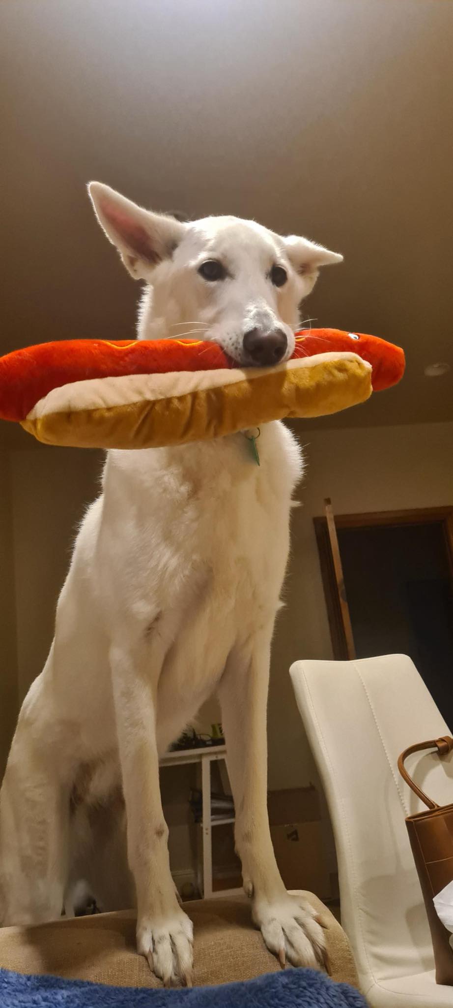 Playful white shepherd dog sitting with a giant hot dog toy in its mouth, looking directly at the camera.