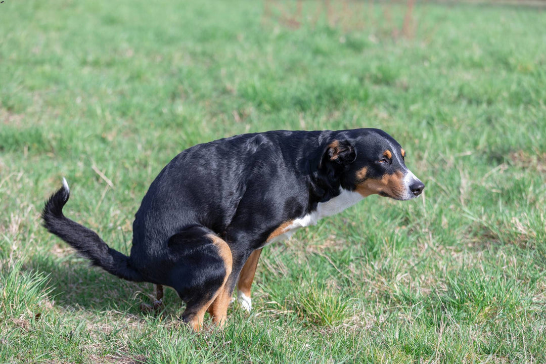 Appenzeller Sennenhund dog defecating on green grass.