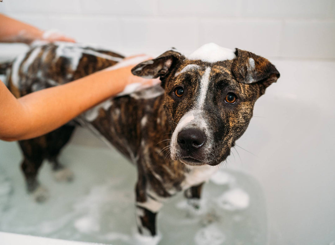 Brindle and white dog being bathed in a bathtub, covered in shampoo foam, with a focused expression.