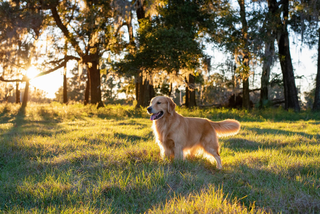 Happy Golden Retriever standing in a sunlit meadow with tall trees in the background.