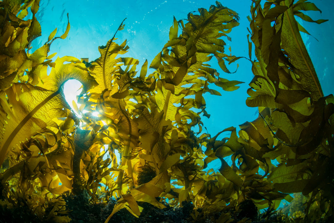 Greenish brown Sea kelp underwater. 