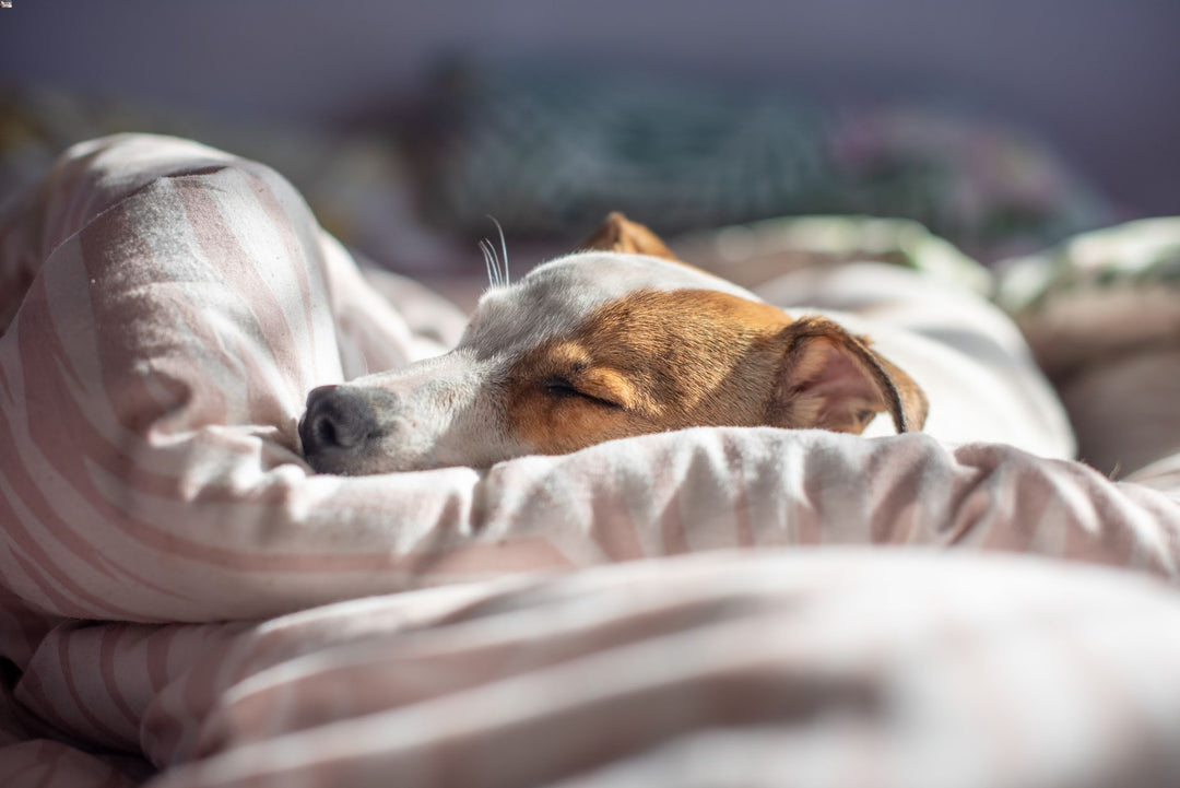 A small, brown and white dog sleeps soundly on a white pillow with its eyes closed. Soft morning light illuminates the dog's peaceful slumber.