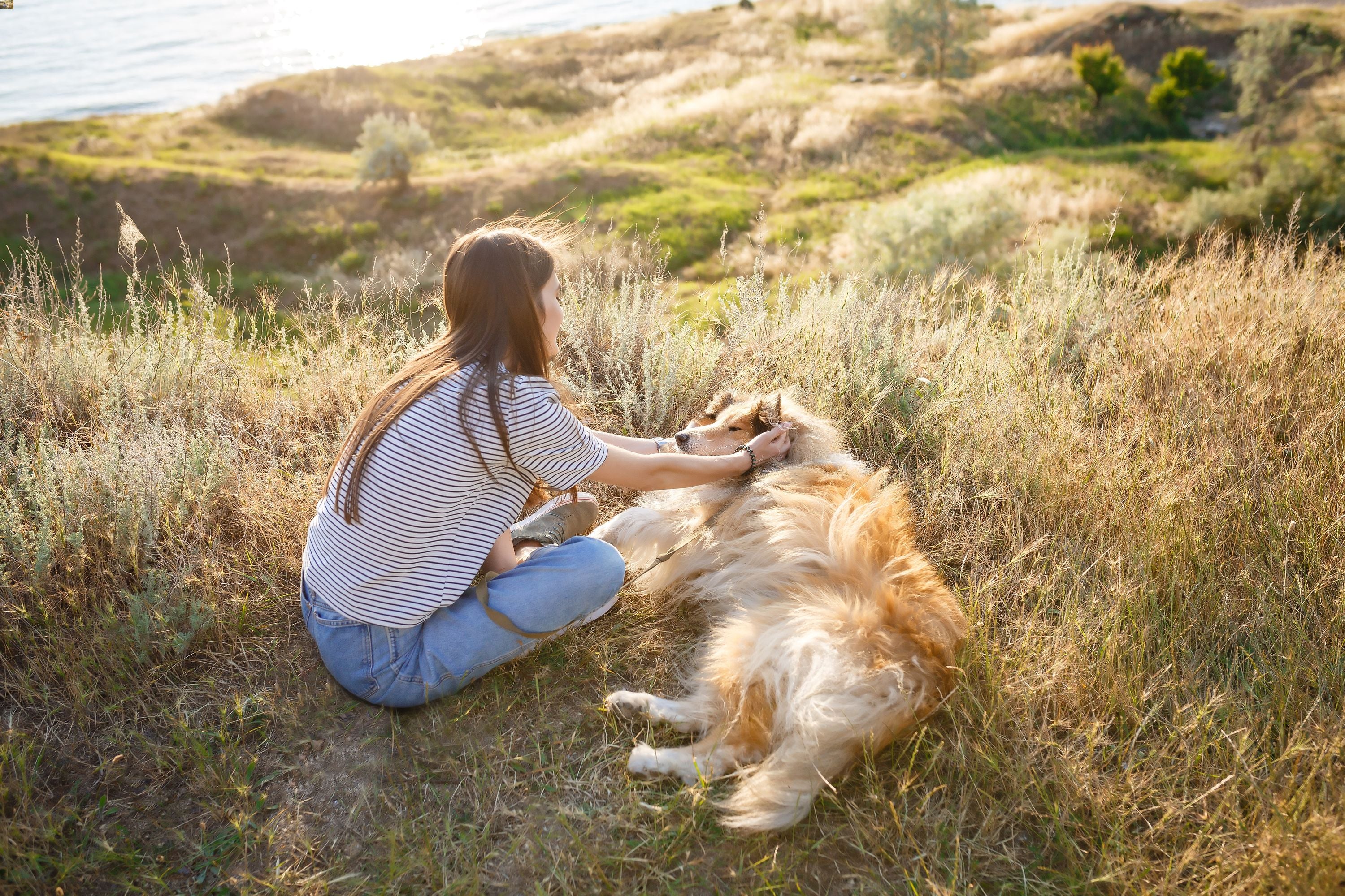 A young woman sitting on a grassy field patting a long furred brown dogs ears while he is lying down on the grass.
