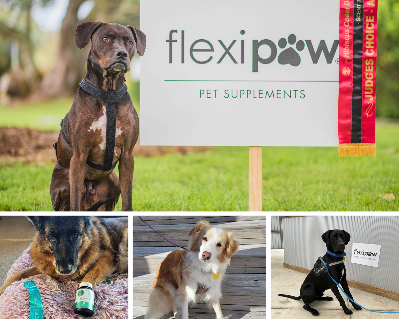 Happy, healthy dogs enjoying the benefits of FlexiPaw supplements at a sponsored event.