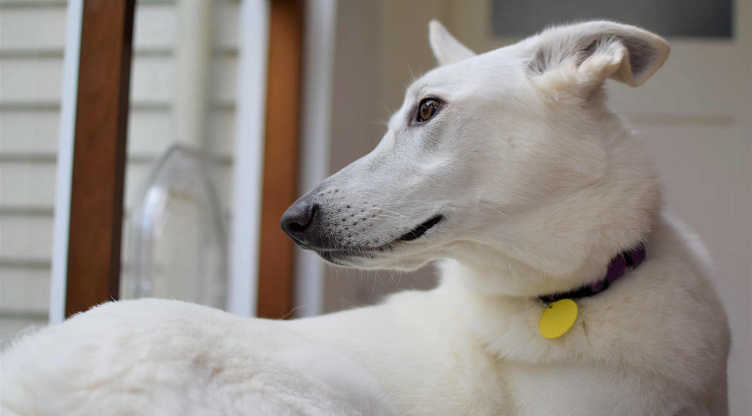 A curious White Shepherd dog with pricked ears, gazing intently out a window.