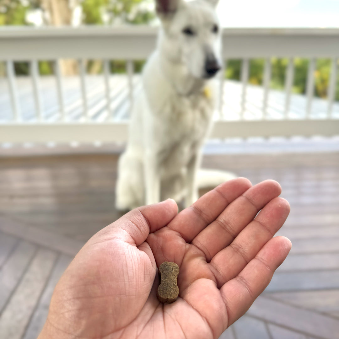 Open hand, holding one FlexiPaw joint health chew in the palm of the hand, with a eagerly waiting white German Shepherd in the background.