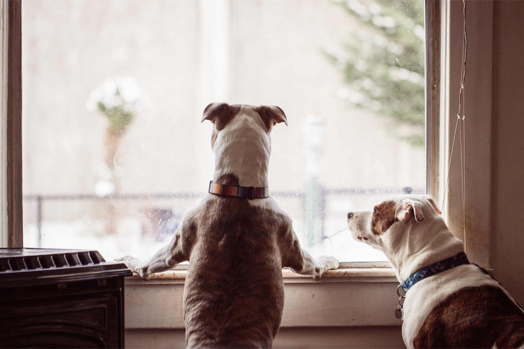 Two dogs, Pit Bull and Staffordshire Terriers, gazing out a window with a longing expression.