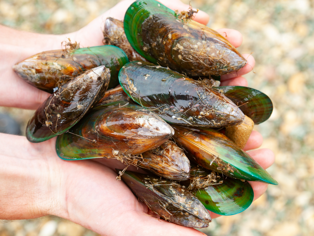 Unwashed New Zealand green-lipped mussels being held in two hands at the beach.  