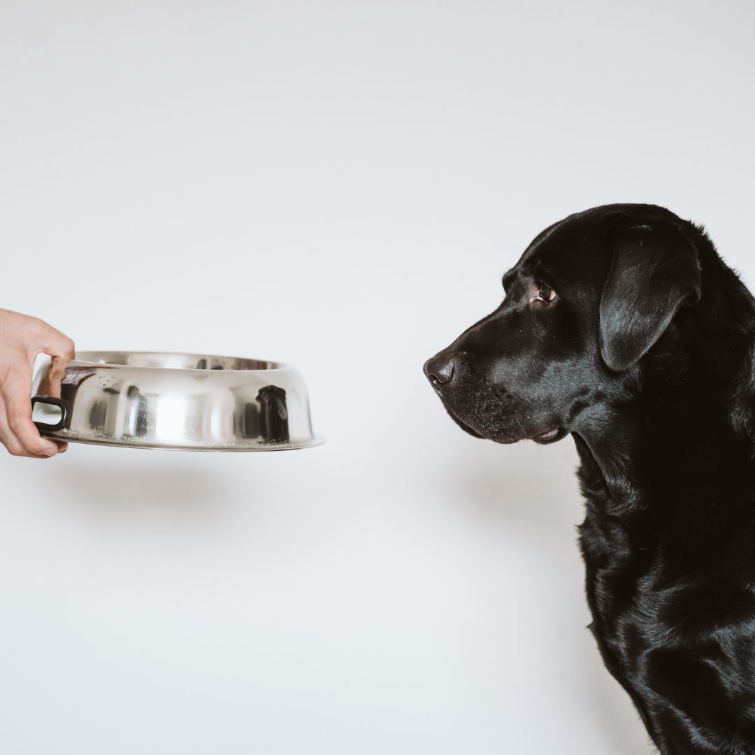 Black Labrador retriever staring at his stainless steel dog bowl, which is being given to the dog by its owner. 