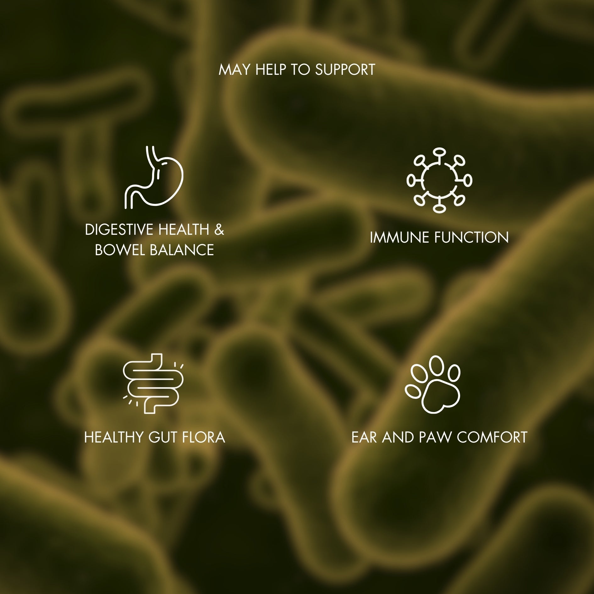 Graphic showing benefits of FlexiPaw Probiotic Gut Health Chews for dogs. Highlights digestive health and bowel balance, immune function, healthy gut flora, and ear and paw comfort with icons on a background of magnified probiotics.